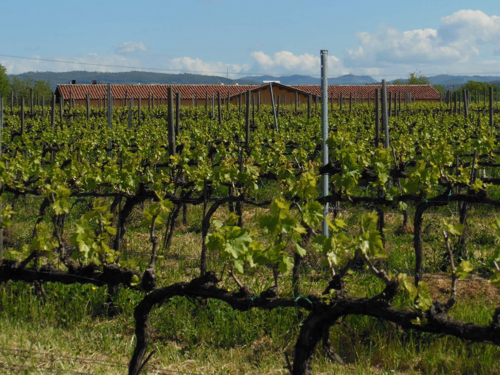 Vigna in primavera in Maremma Toscana