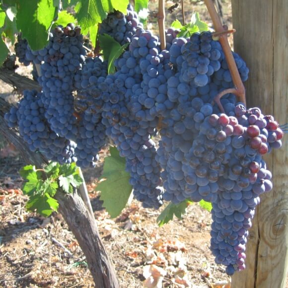 Sangiovese