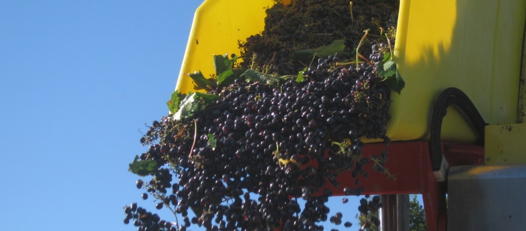 Vendemmiatrice in azione in Maremma