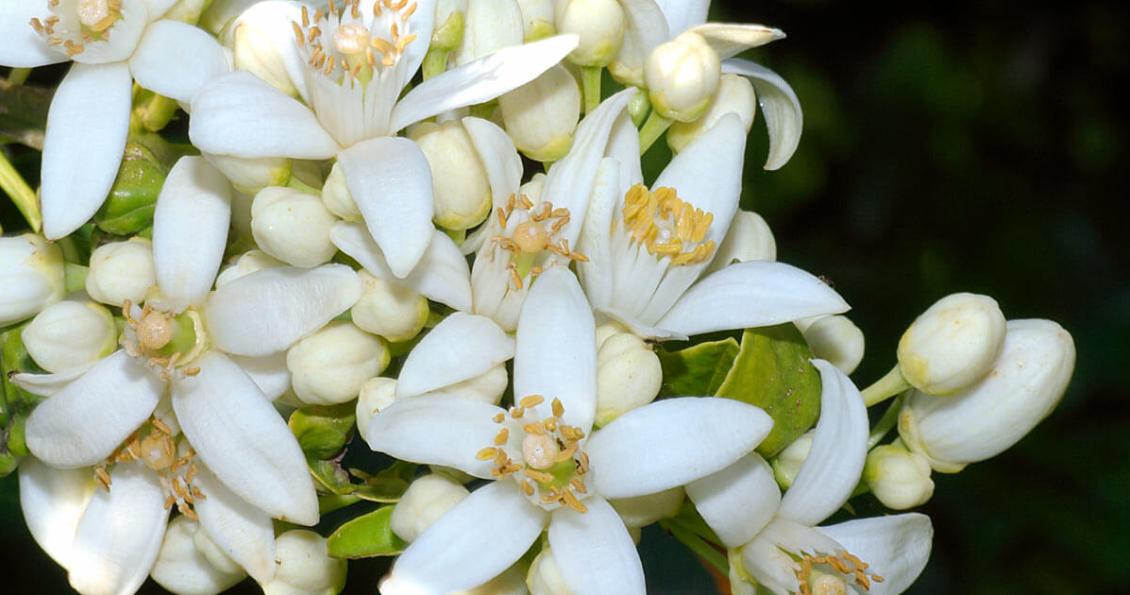 Fiori d’Arancio…..è tempo di sposarsi!