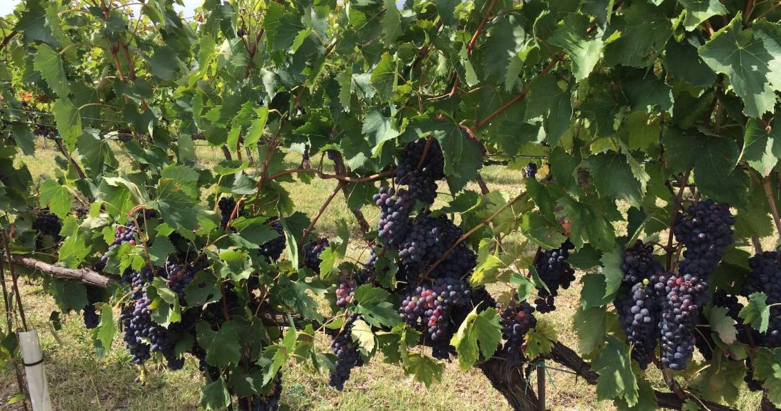 Morellino di Scansano: Tuscan Maremma's most prestigious wine