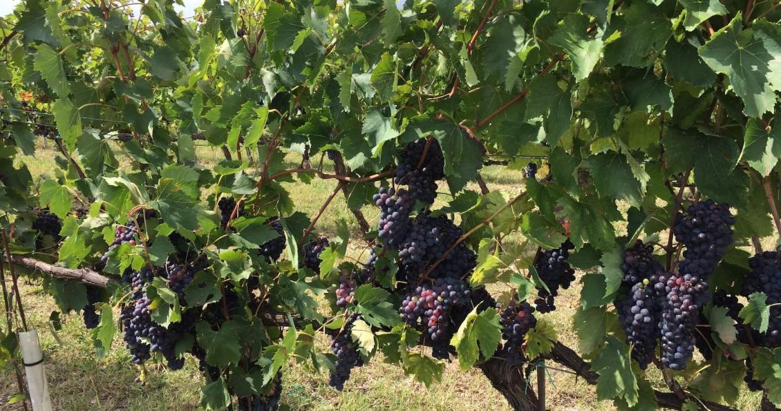 Morellino di Scansano, vino simbolo della Maremma